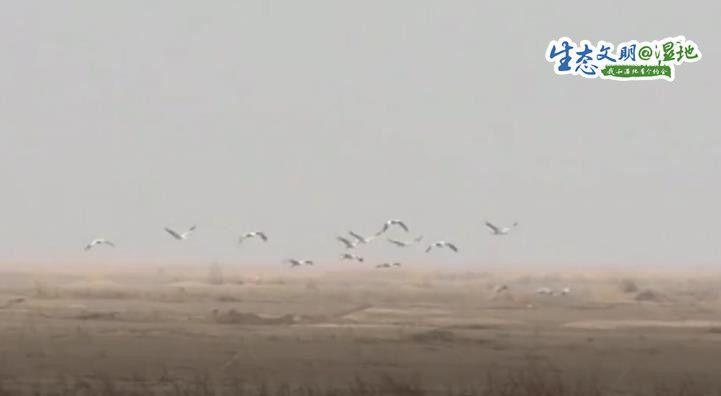 成群灰鶴盤旋起舞、休憩覓食 為黃河濕地公園增添生機青海環(huán)保公司