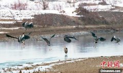 蒼鷺等鳥(niǎo)類“嬉戲”新疆察布查爾縣濕地公園青海環(huán)保公司